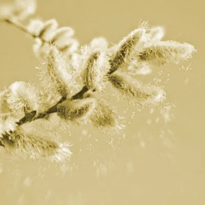 Tree Pollen Season Can Be The Worst!